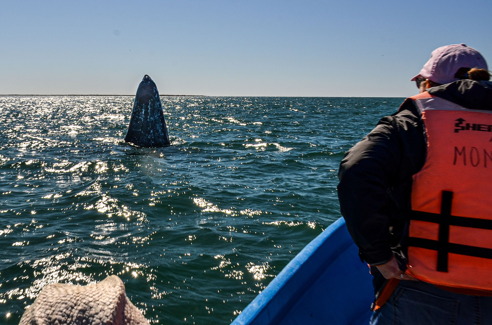 Whale Watching Baja California