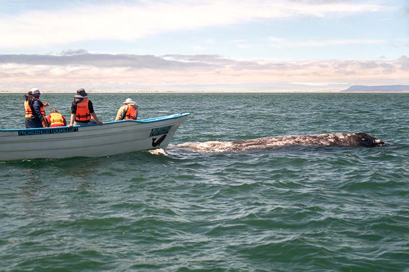 Whale Watching Tours in Baja California