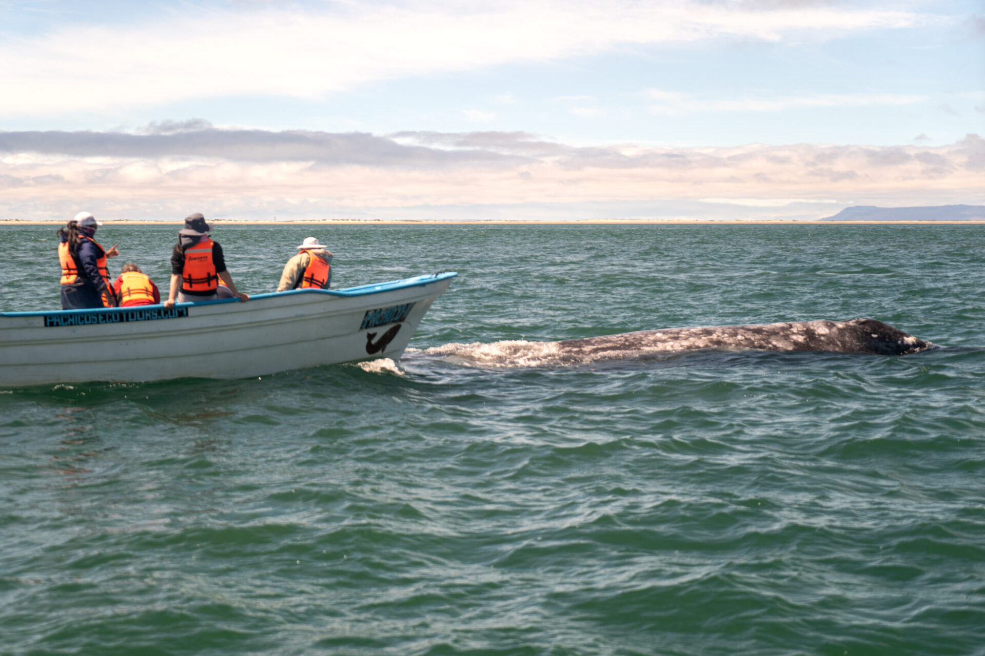 Up close whale encounters in Baja California