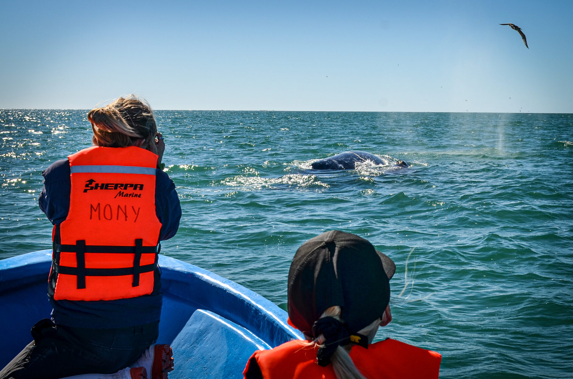 Whale watching and turtle tagging eco tours in Baja California Sur Mexico.