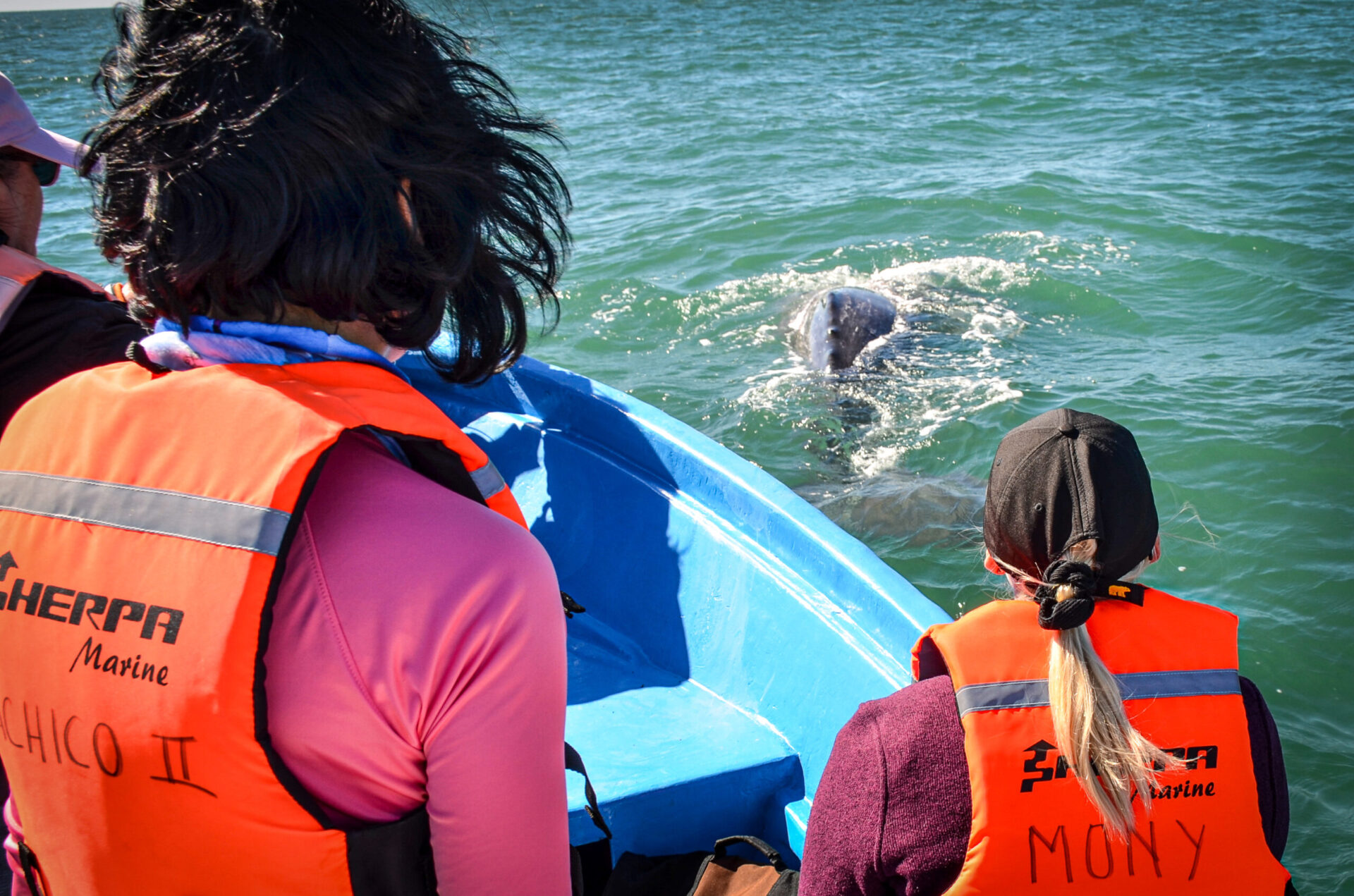 Whale watching tour 1 night stay in San Ignacio Baja California Sur