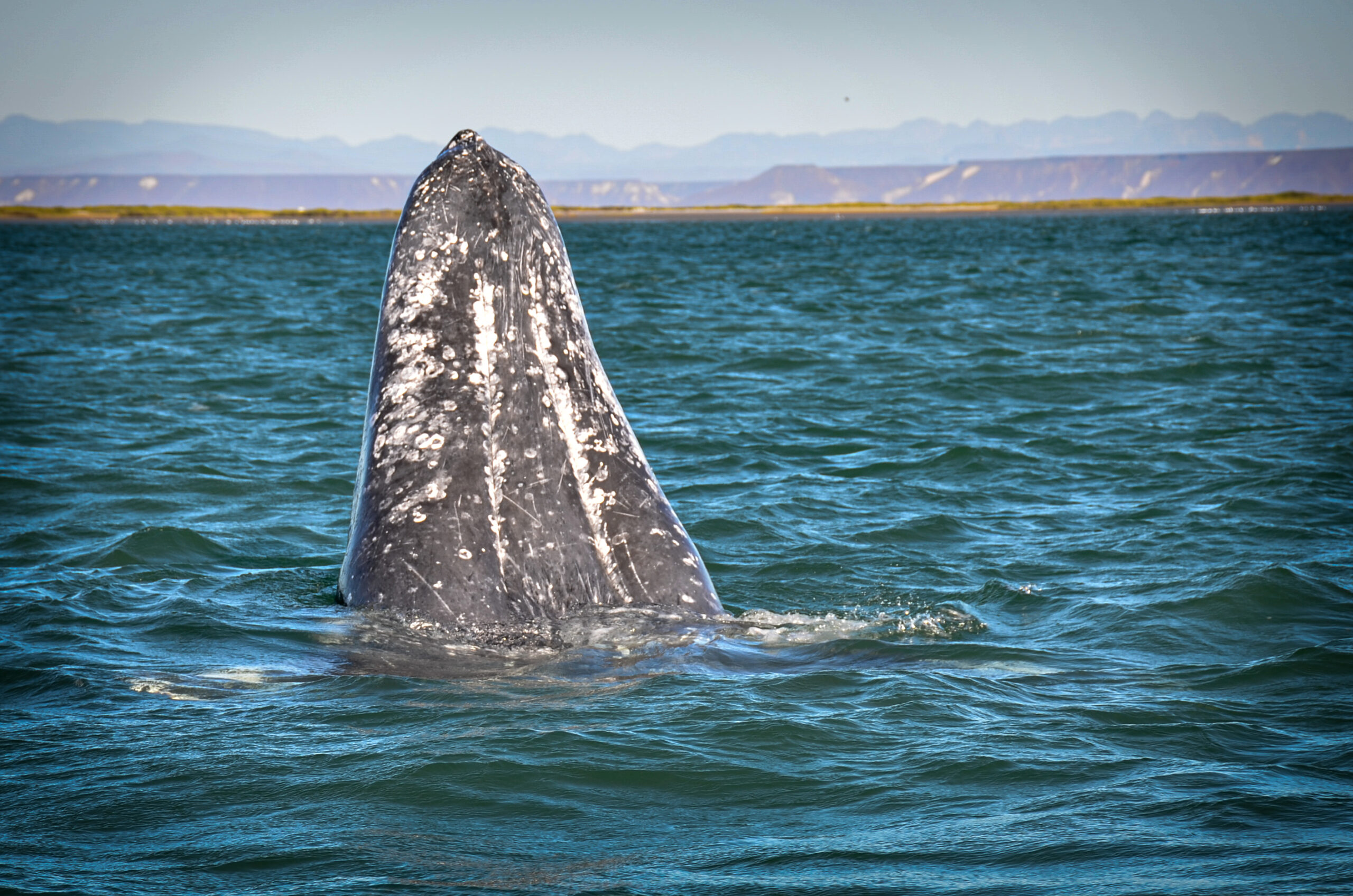 Whale and turtle encounters in Baja California Sur Mexico.