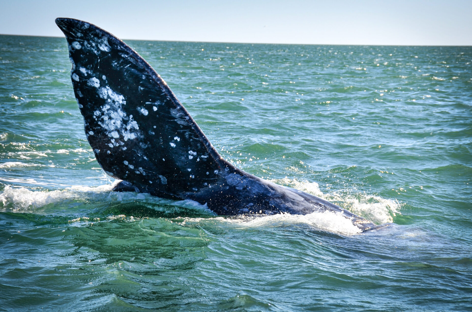 Whale Watching in Baja California