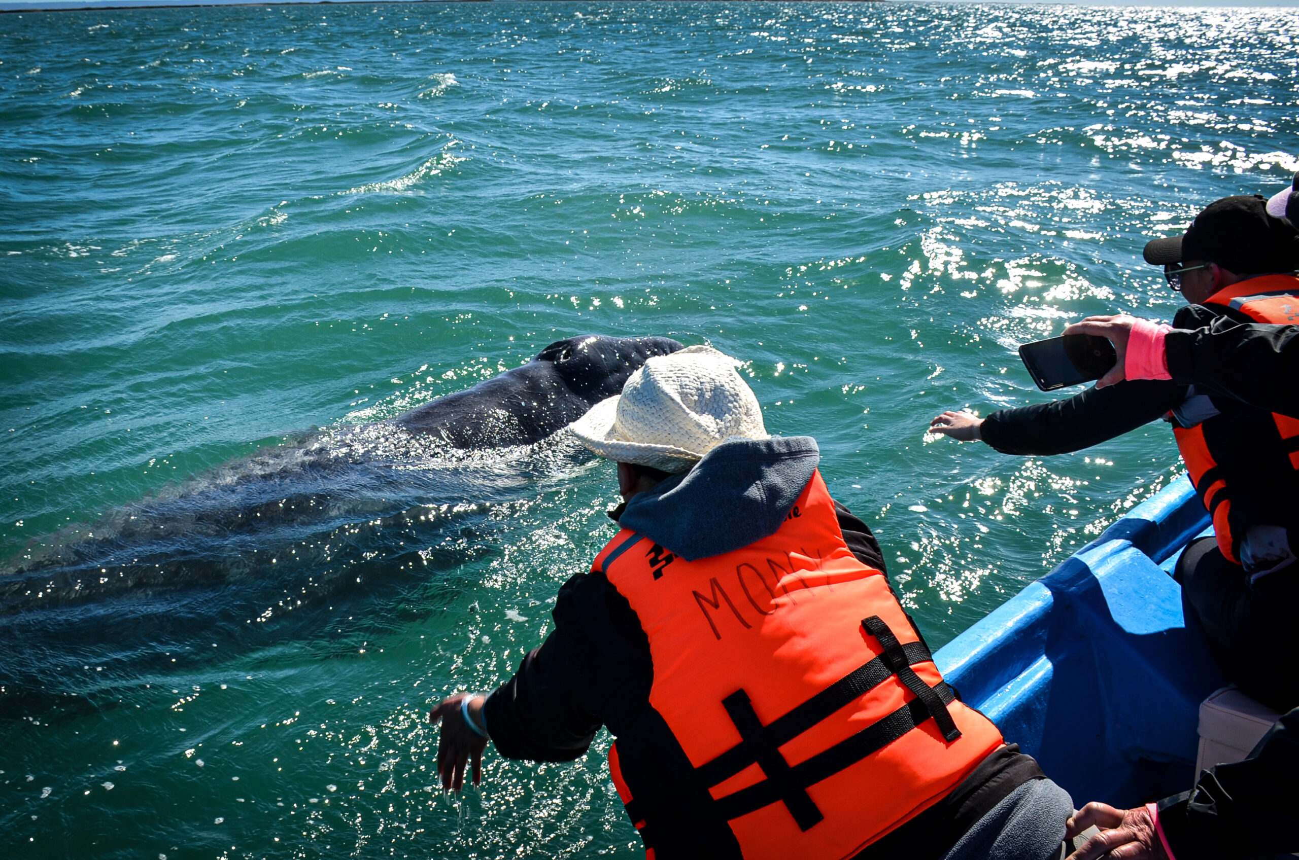 Whale Watching encounters in Laguna San Ignacio in Baja California.