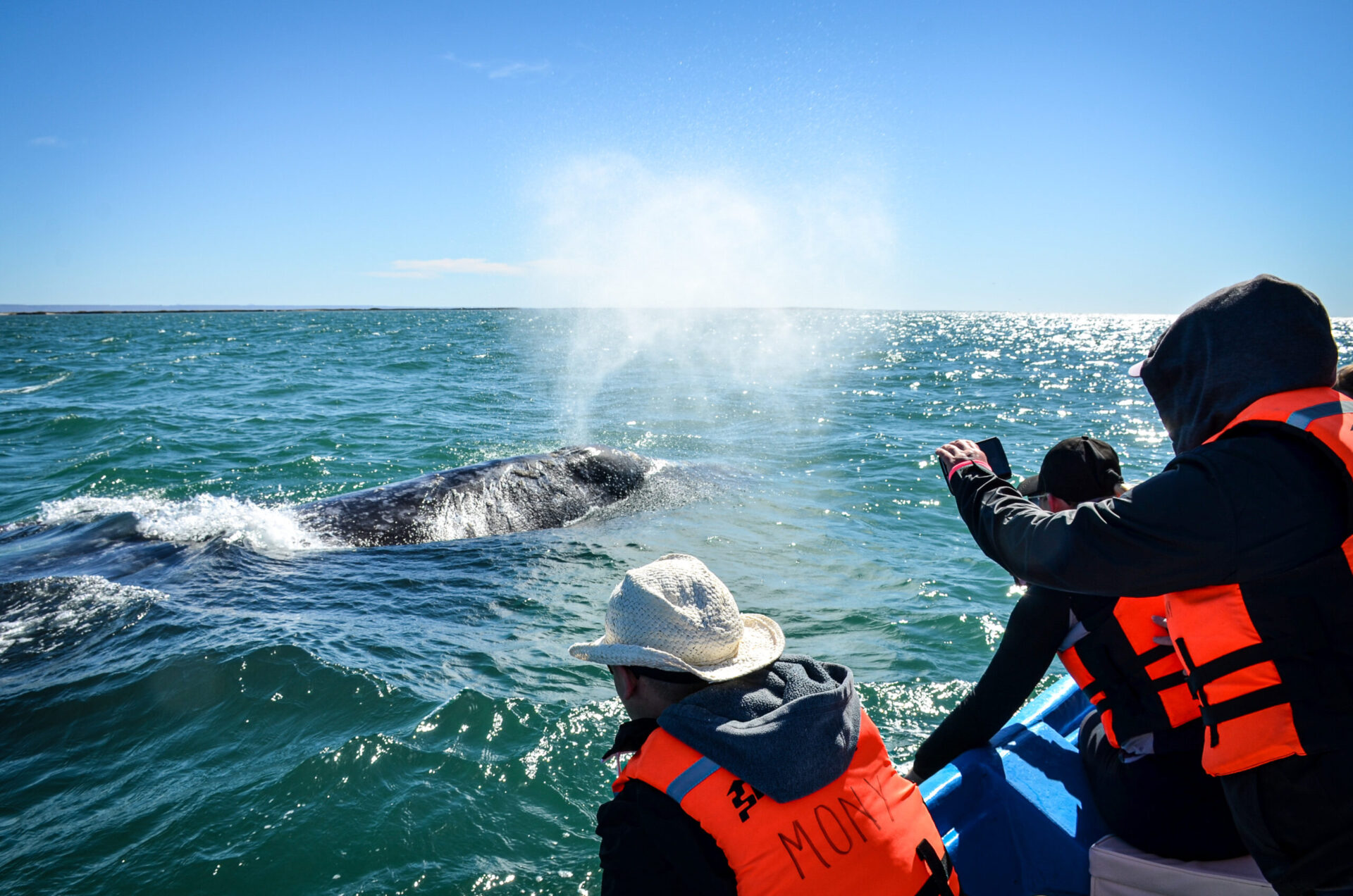 Multi day whale watching adventures in Baja California