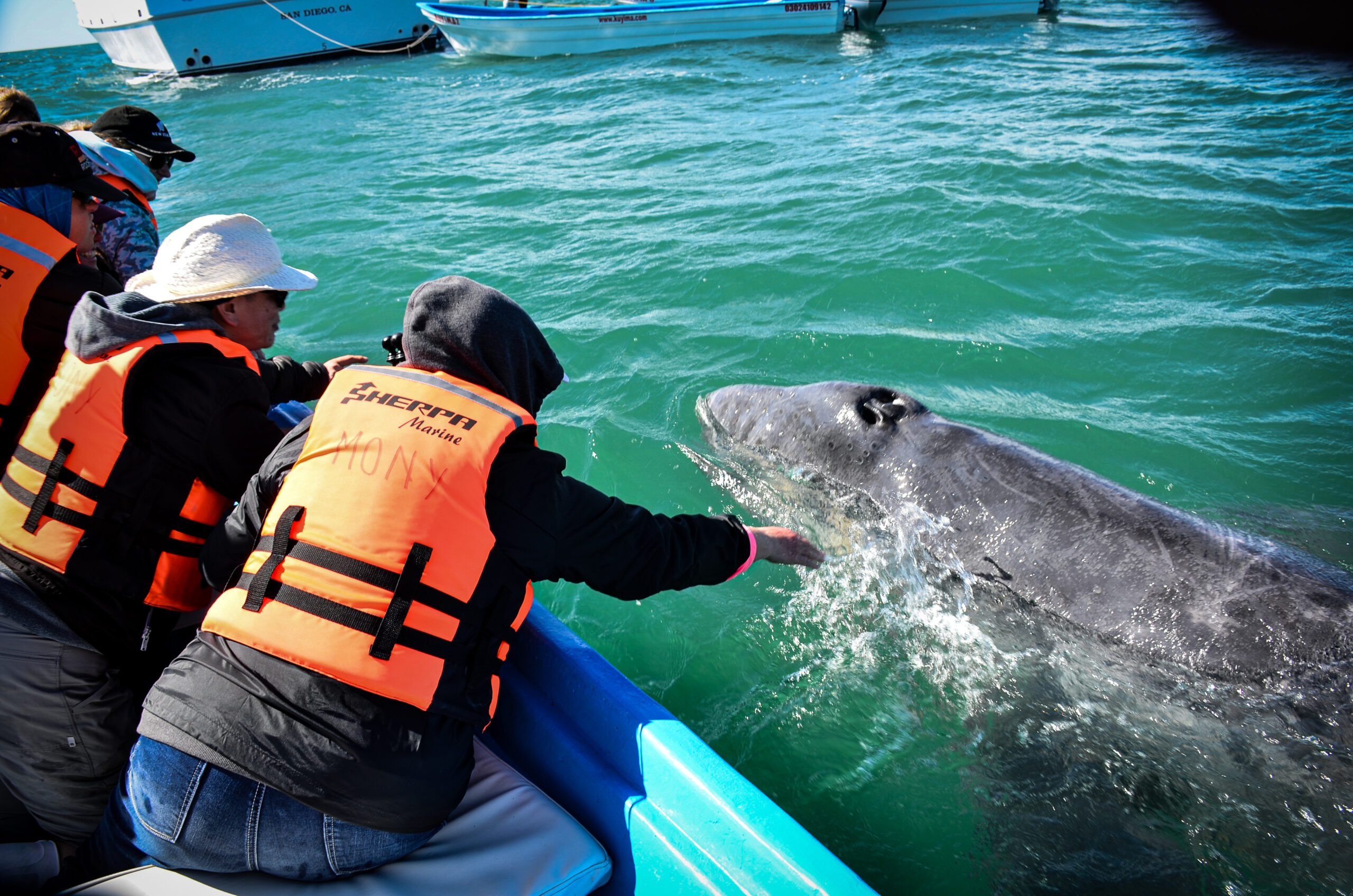 Whale Watching in Baja California Sur