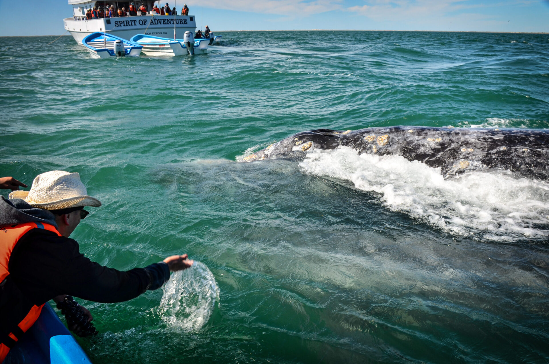 Whale Watching in San Ignacio Lagoon Baja California Sur