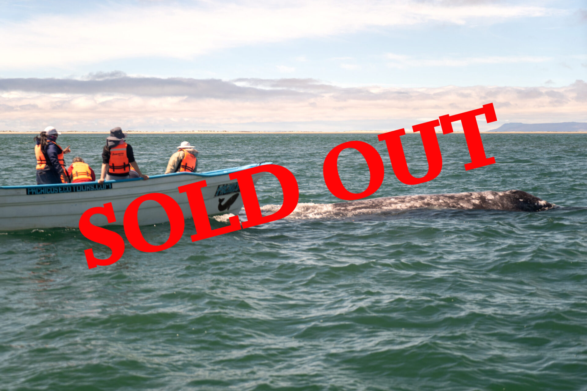 This Whale Watching Experience is sold out