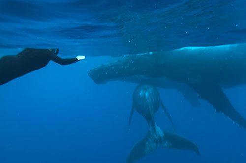 Whale Watching encounters in Laguna San Ignacio in Baja California.