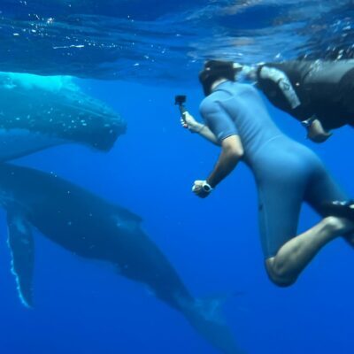 A couple swimming with Humpback Whales in Tahiti