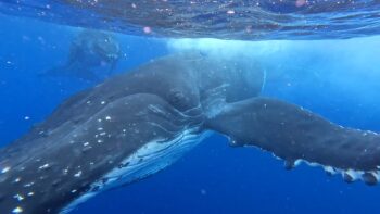 Big humpback whale approaches snorkeler in Tahiti