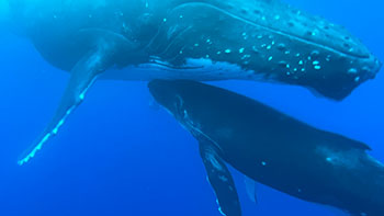 Full day of whale watching