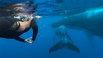 Last day of swimming with whales