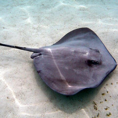 Marine conservation in Tahiti