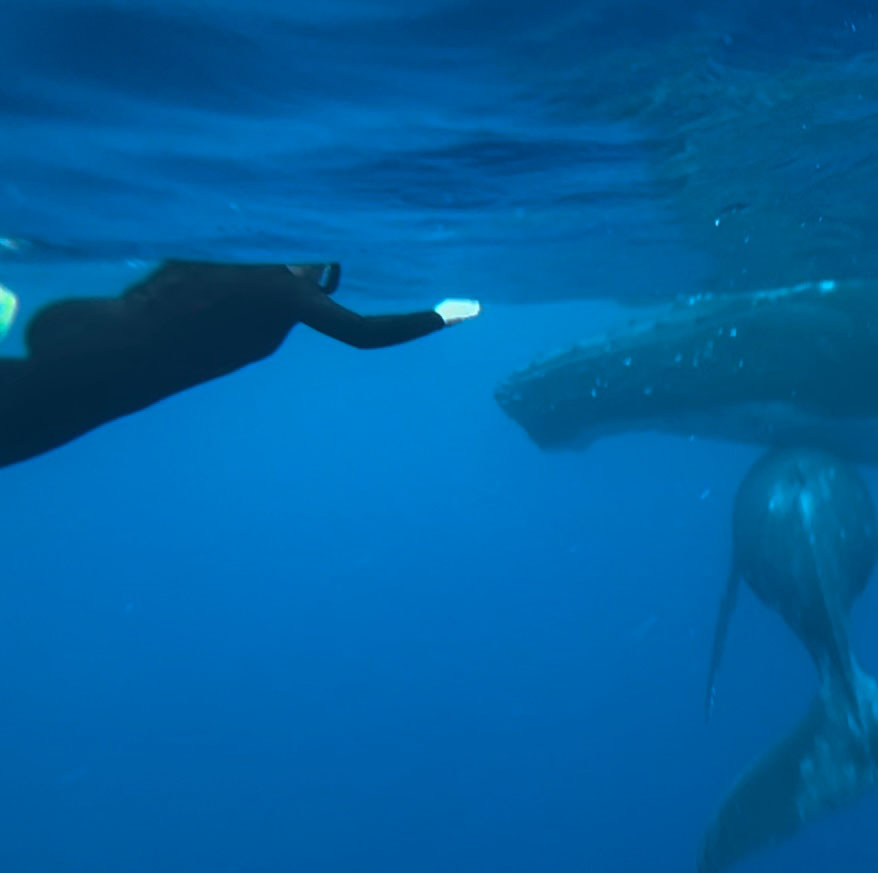 Swimming with whales in Tahiti.