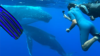 Swimming with whales in Moorea Lagoon Tahiti