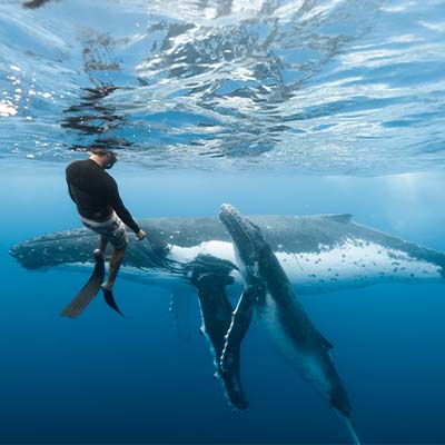 Swimming with humpback whale in Moorea Tahiti