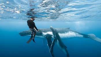 Whale swim in tahiti